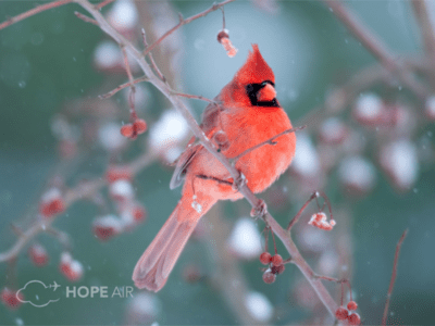 Hope Air - eCard - In Honour - Cardinal